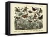 Butterflies, C.1860-null-Framed Stretched Canvas