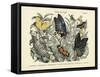 Butterflies, C.1860-null-Framed Stretched Canvas