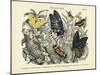 Butterflies, C.1860-null-Mounted Giclee Print