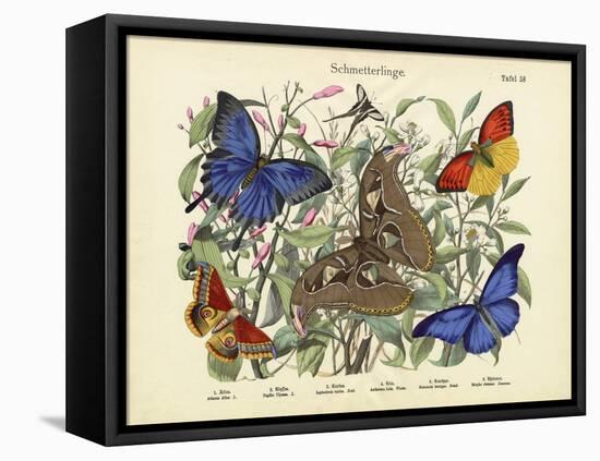 Butterflies, C.1860-null-Framed Stretched Canvas