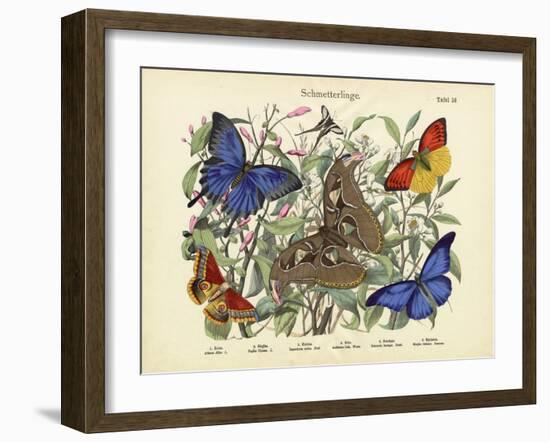 Butterflies, C.1860-null-Framed Giclee Print