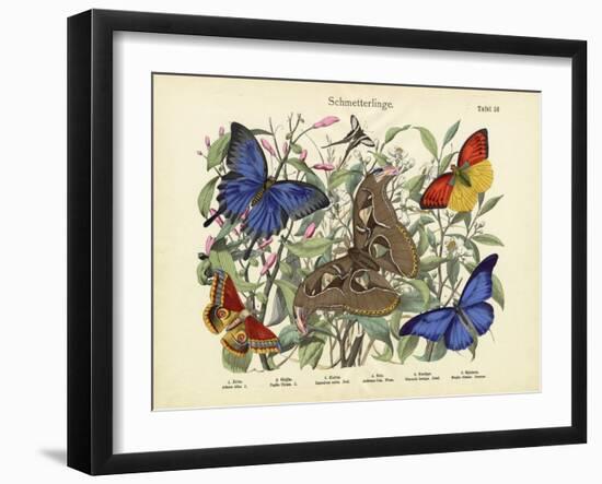 Butterflies, C.1860-null-Framed Giclee Print