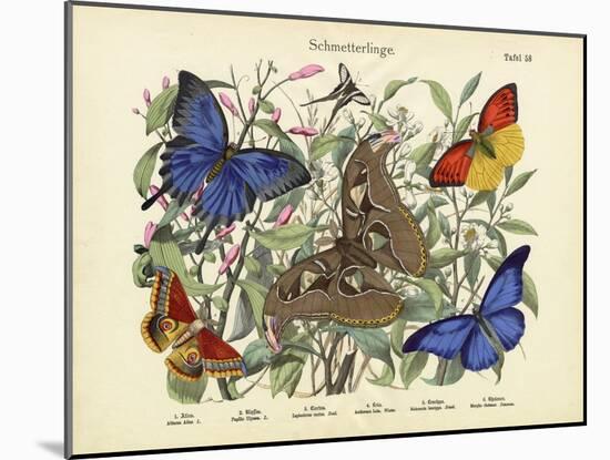 Butterflies, C.1860-null-Mounted Giclee Print