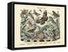 Butterflies, C.1860-null-Framed Stretched Canvas