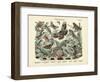 Butterflies, C.1860-null-Framed Giclee Print