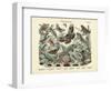 Butterflies, C.1860-null-Framed Giclee Print