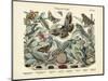 Butterflies, C.1860-null-Mounted Giclee Print