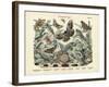 Butterflies, C.1860-null-Framed Giclee Print