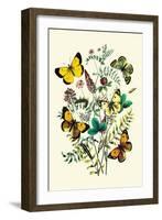 Butterflies: C. Palaeno, C. Phicomene-William Forsell Kirby-Framed Art Print