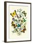 Butterflies: C. Palaeno, C. Phicomene-William Forsell Kirby-Framed Art Print