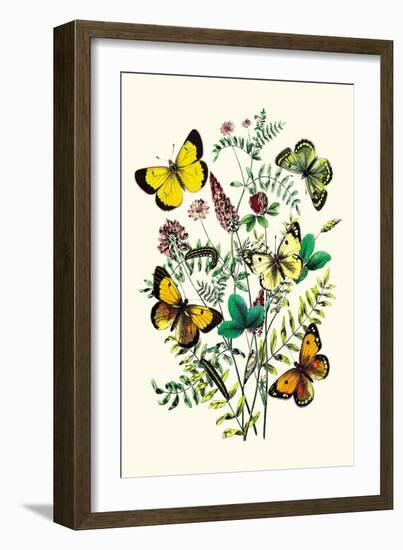 Butterflies: C. Palaeno, C. Phicomene-William Forsell Kirby-Framed Art Print