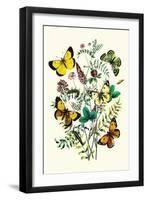 Butterflies: C. Palaeno, C. Phicomene-William Forsell Kirby-Framed Art Print