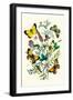 Butterflies: C. Palaeno, C. Phicomene-William Forsell Kirby-Framed Art Print