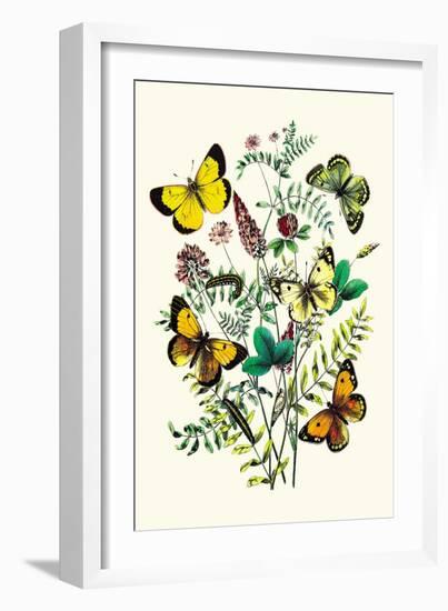 Butterflies: C. Palaeno, C. Phicomene-William Forsell Kirby-Framed Art Print