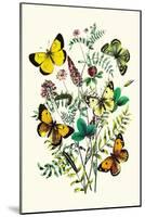 Butterflies: C. Palaeno, C. Phicomene-William Forsell Kirby-Mounted Art Print