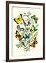 Butterflies: C. Palaeno, C. Phicomene-William Forsell Kirby-Framed Art Print