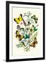 Butterflies: C. Palaeno, C. Phicomene-William Forsell Kirby-Framed Art Print