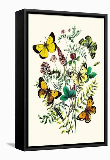 Butterflies: C. Palaeno, C. Phicomene-William Forsell Kirby-Framed Stretched Canvas