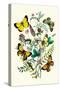 Butterflies: C. Palaeno, C. Phicomene-William Forsell Kirby-Stretched Canvas