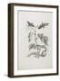 Butterflies, Caterpillars and Plant, 1705-1771-Maria Sibylla Graff Merian-Framed Giclee Print