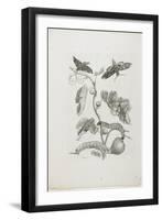 Butterflies, Caterpillars and Plant, 1705-1771-Maria Sibylla Graff Merian-Framed Giclee Print