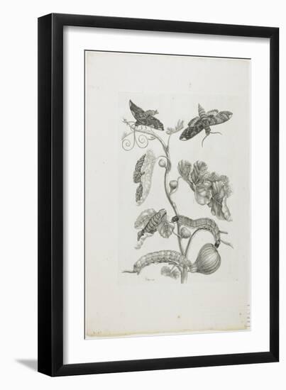 Butterflies, Caterpillars and Plant, 1705-1771-Maria Sibylla Graff Merian-Framed Giclee Print