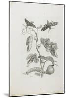 Butterflies, Caterpillars and Plant, 1705-1771-Maria Sibylla Graff Merian-Mounted Giclee Print