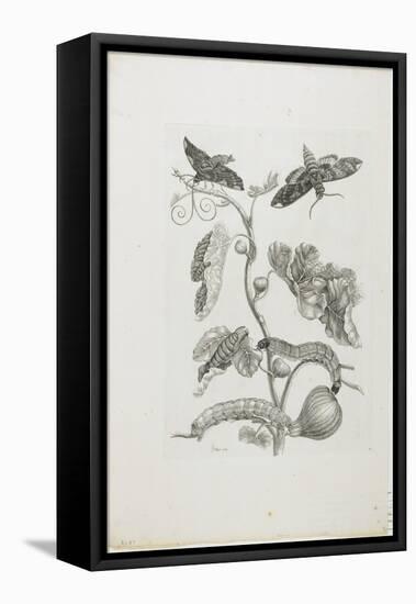 Butterflies, Caterpillars and Plant, 1705-1771-Maria Sibylla Graff Merian-Framed Stretched Canvas