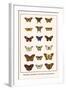 Butterflies, Caterpillars, Pearl Charaxes, Autumn Leafs,-Albertus Seba-Framed Art Print