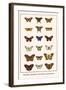 Butterflies, Caterpillars, Pearl Charaxes, Autumn Leafs,-Albertus Seba-Framed Art Print