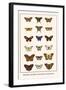 Butterflies, Caterpillars, Pearl Charaxes, Autumn Leafs,-Albertus Seba-Framed Art Print