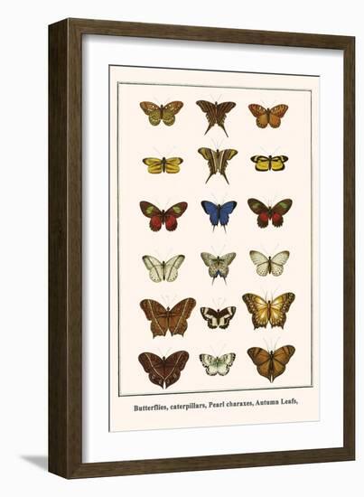 Butterflies, Caterpillars, Pearl Charaxes, Autumn Leafs,-Albertus Seba-Framed Art Print