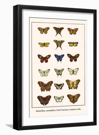 Butterflies, Caterpillars, Pearl Charaxes, Autumn Leafs,-Albertus Seba-Framed Art Print