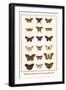 Butterflies, Caterpillars, Pearl Charaxes, Autumn Leafs,-Albertus Seba-Framed Art Print
