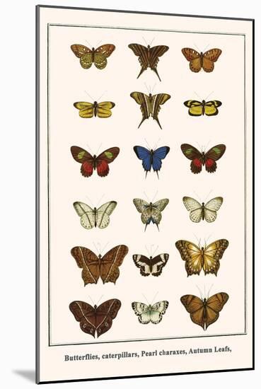 Butterflies, Caterpillars, Pearl Charaxes, Autumn Leafs,-Albertus Seba-Mounted Art Print