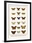 Butterflies, Caterpillars, Pearl Charaxes, Autumn Leafs,-Albertus Seba-Framed Art Print