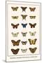 Butterflies, Caterpillars, Pearl Charaxes, Autumn Leafs,-Albertus Seba-Mounted Art Print