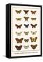 Butterflies, Caterpillars, Pearl Charaxes, Autumn Leafs,-Albertus Seba-Framed Stretched Canvas