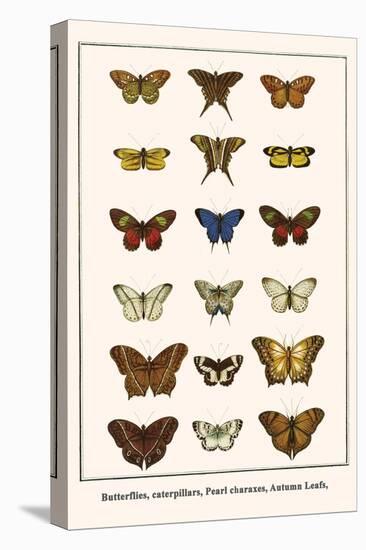 Butterflies, Caterpillars, Pearl Charaxes, Autumn Leafs,-Albertus Seba-Stretched Canvas