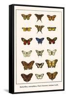 Butterflies, Caterpillars, Pearl Charaxes, Autumn Leafs,-Albertus Seba-Framed Stretched Canvas