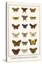 Butterflies, Caterpillars, Pearl Charaxes, Autumn Leafs,-Albertus Seba-Stretched Canvas