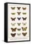 Butterflies, Caterpillars, Pearl Charaxes, Autumn Leafs,-Albertus Seba-Framed Stretched Canvas