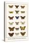 Butterflies, Caterpillars, Pearl Charaxes, Autumn Leafs,-Albertus Seba-Stretched Canvas