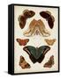 Butterflies Displayed II-Vision Studio-Framed Stretched Canvas