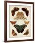 Butterflies Displayed II-Vision Studio-Framed Art Print