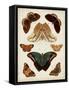 Butterflies Displayed II-Vision Studio-Framed Stretched Canvas