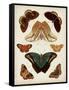 Butterflies Displayed II-Vision Studio-Framed Stretched Canvas