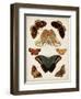 Butterflies Displayed II-Vision Studio-Framed Art Print