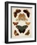 Butterflies Displayed II-Vision Studio-Framed Art Print