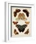 Butterflies Displayed II-Vision Studio-Framed Art Print